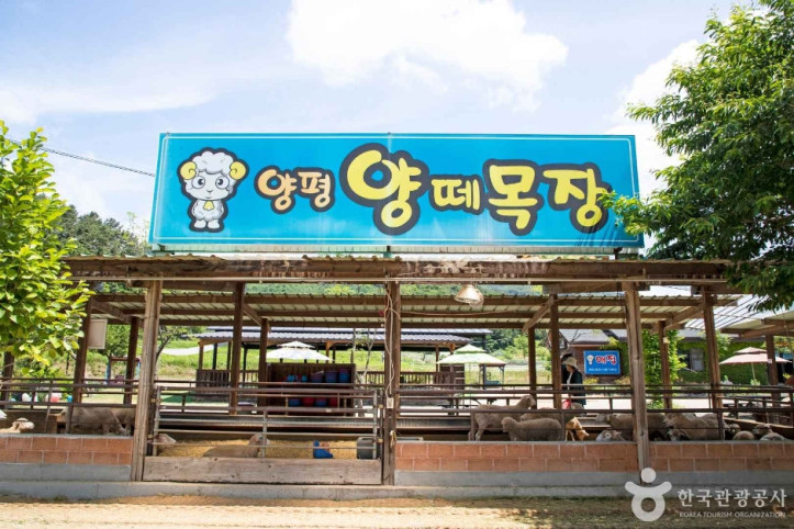 양평양떼목장 여행 추천 - 메고지고