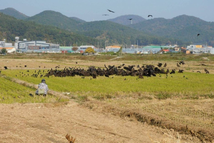 고성독수리생태체험관 여행 추천 - 메고지고