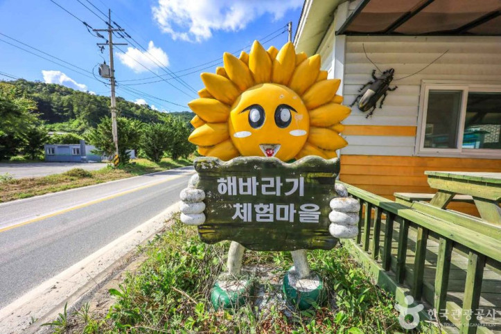 여주 해바라기마을 여행 추천 - 메고지고