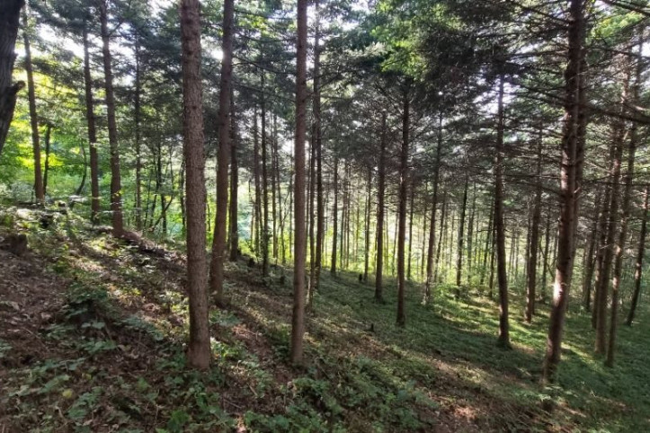 [서울둘레길 10코스] 우면산코스 여행 추천 - 메고지고