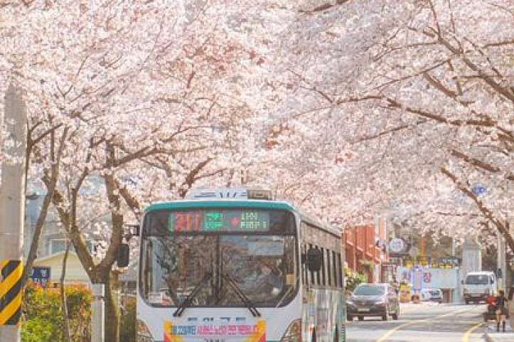 봉숫골 벚꽃길 여행 추천 - 메고지고