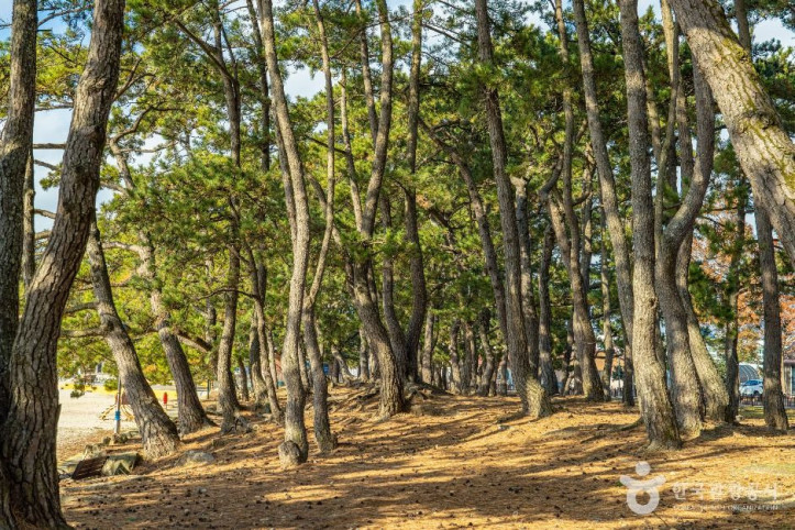 땅끝송호해수욕장 여행 추천 - 메고지고