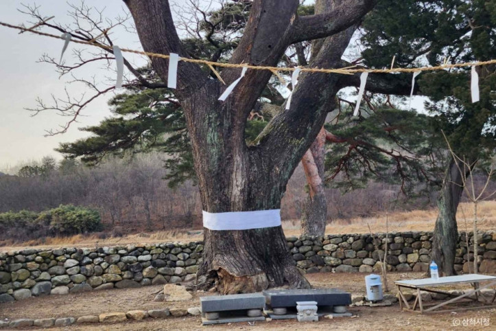 삼척 궁촌리 음나무 여행 추천 - 메고지고