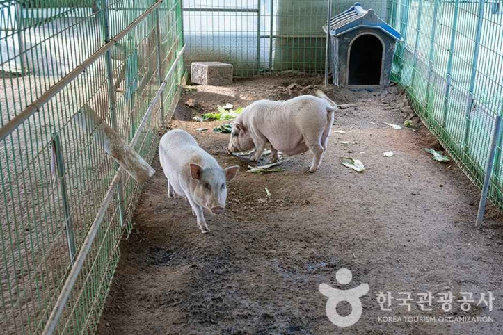 찬우물 체험동물농장 여행 추천 - 메고지고