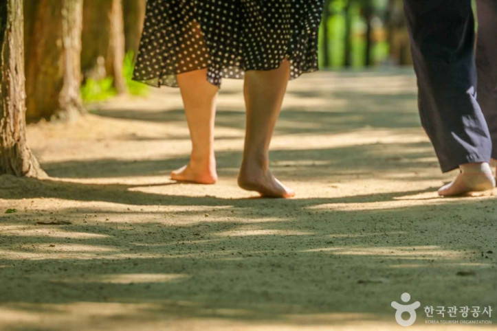 고산골 메타쉐콰이어길 여행 추천 - 메고지고