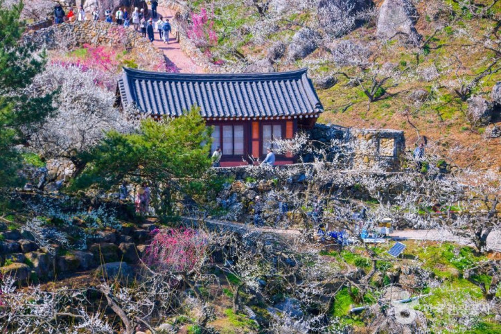 광양 매화마을 여행 추천 - 메고지고