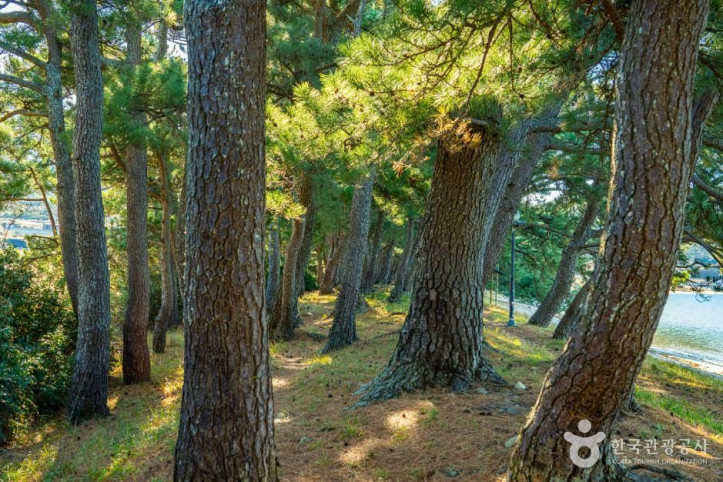 지리해수욕장 여행 추천 - 메고지고