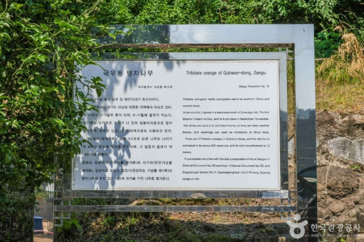 국우동 탱자나무 여행 추천 - 메고지고