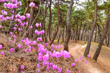 관북리유적과 부소산성 [유네스코 세계유산] 여행 추천 - 메고지고