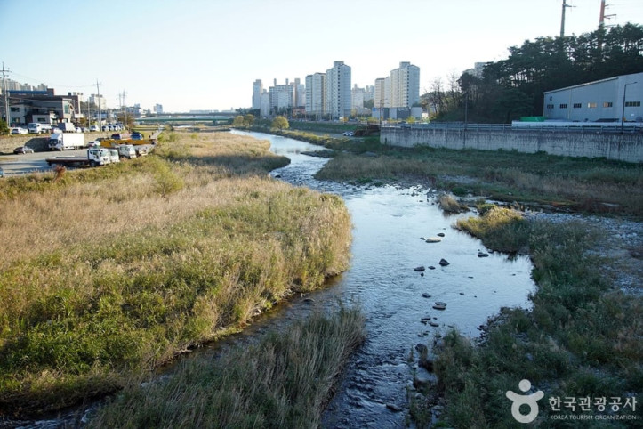 남대천(강릉) 여행 추천 - 메고지고