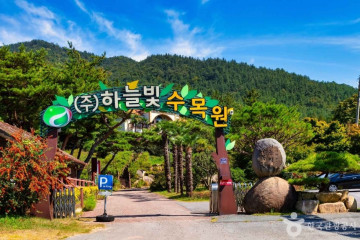 장흥 어산리 푸조나무 여행 추천 - 메고지고