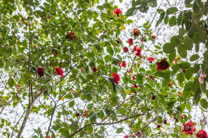 죽도봉공원 여행 추천 - 메고지고