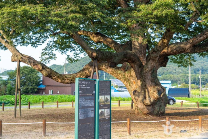 대전 괴곡동 느티나무 여행 추천 - 메고지고