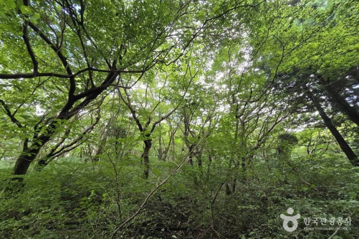 가문이오름(감은이오름) 여행 추천 - 메고지고