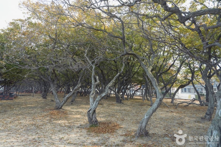 소사나무 군락지 여행 추천 - 메고지고