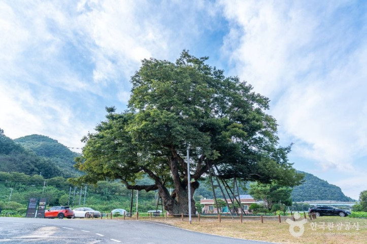 대전 괴곡동 느티나무 여행 추천 - 메고지고