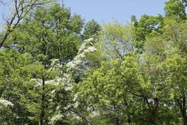 자인계정숲(경산 자인의계정숲) 여행 추천 - 메고지고