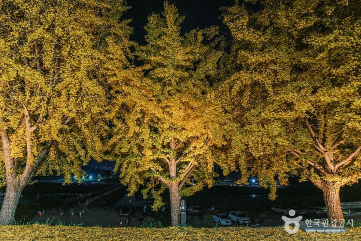 곡교천 은행나무길 여행 추천 - 메고지고