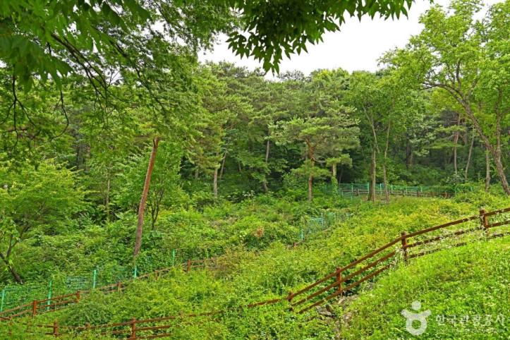 괴산 율지리 미선나무 자생지 여행 추천 - 메고지고