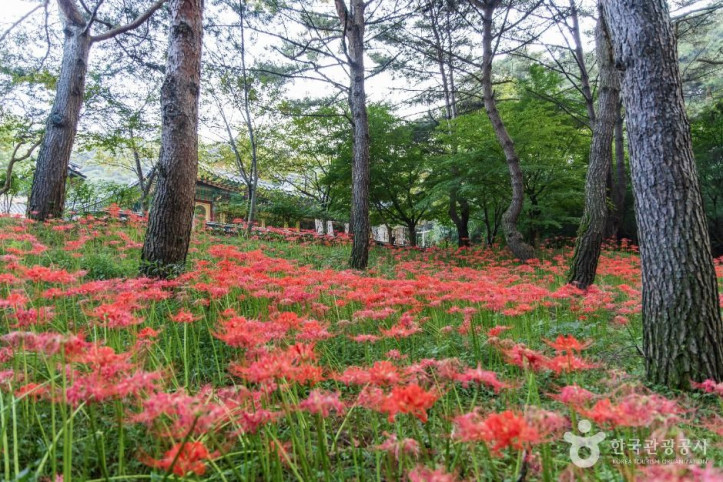 수덕사(예산) 여행 추천 - 메고지고
