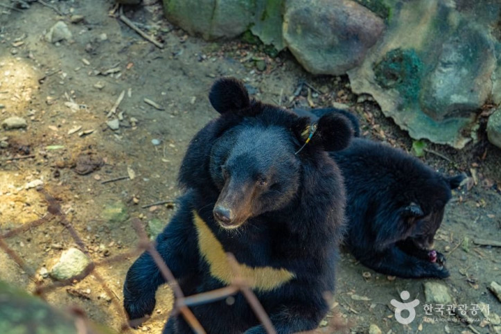 지리산 반달가슴곰 공존센터 여행 추천 - 메고지고