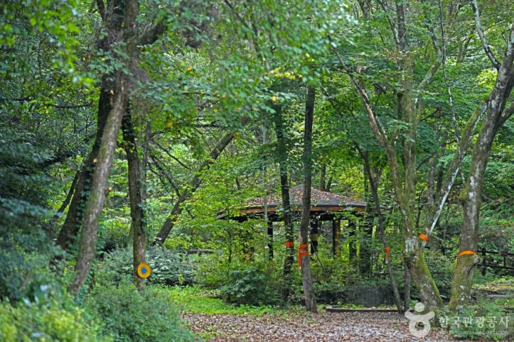 망경대산자연휴양림 여행 추천 - 메고지고