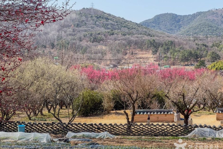 남평문씨본리세거지 여행 추천 - 메고지고
