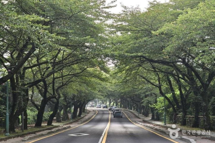제주대 벚꽃길 여행 추천 - 메고지고