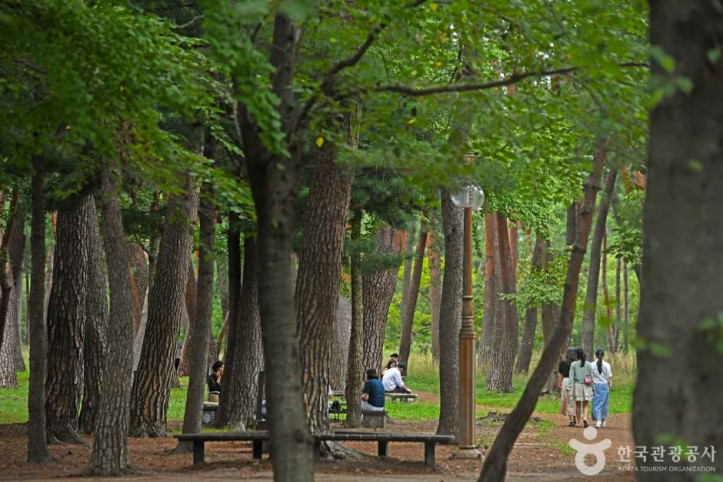 허난설헌 솔숲 여행 추천 - 메고지고