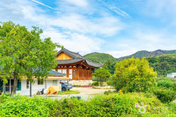 안동 용계리 은행나무 여행 추천 - 메고지고
