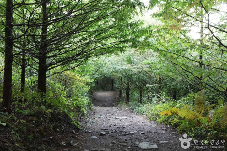 서후리숲 여행 추천 - 메고지고