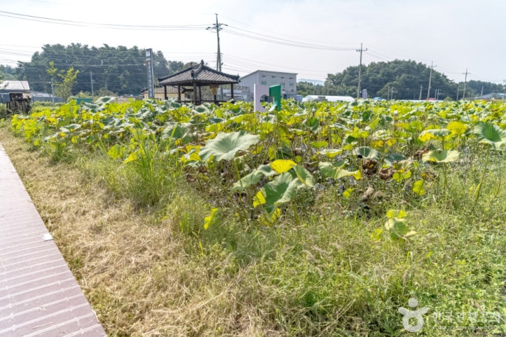 풍호마을 여행 추천 - 메고지고
