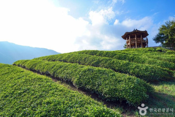 신촌마을 여행 추천 - 메고지고