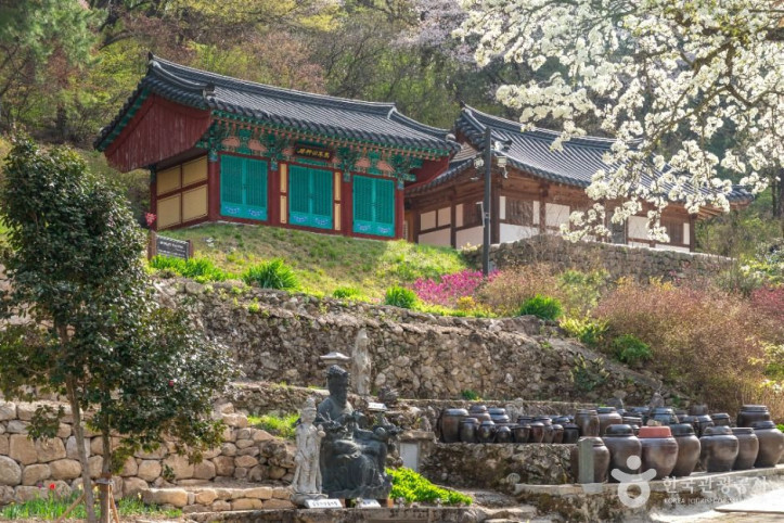 진안 은수사 청실배나무 여행 추천 - 메고지고