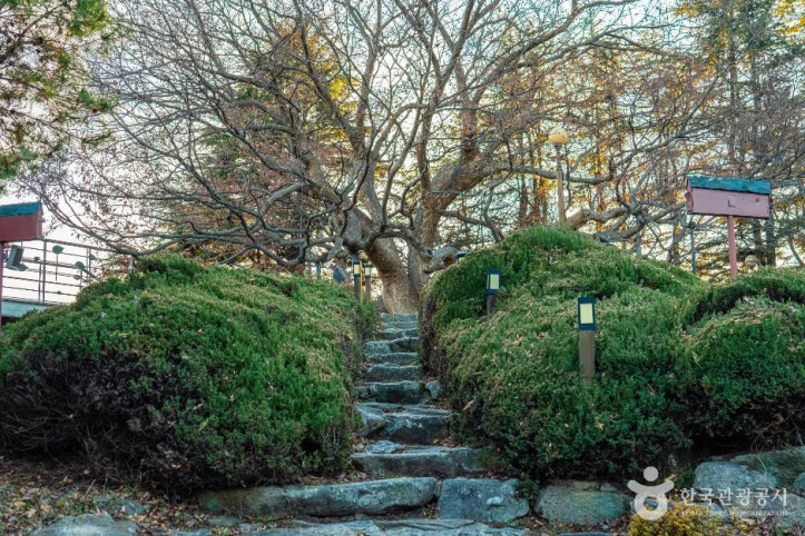 현풍 500년 느티나무 테마공원 여행 추천 - 메고지고