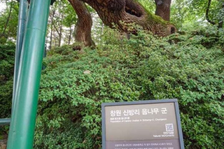 창원 신방리 음나무 군 여행 추천 - 메고지고