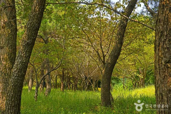 할미꽃 한재공원 여행 추천 - 메고지고