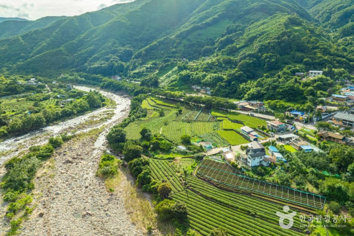 하동 삼신녹차마을 여행 추천 - 메고지고