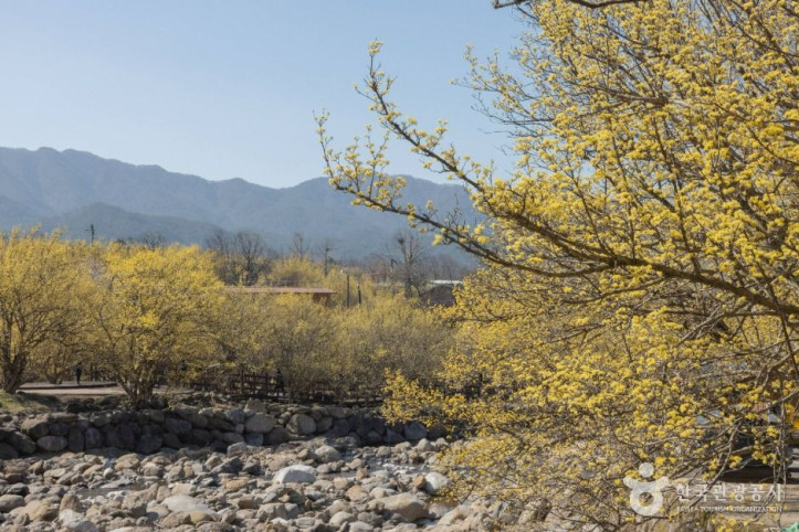 구례 산수유마을 여행 추천 - 메고지고