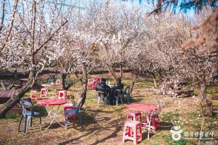 순매원 여행 추천 - 메고지고