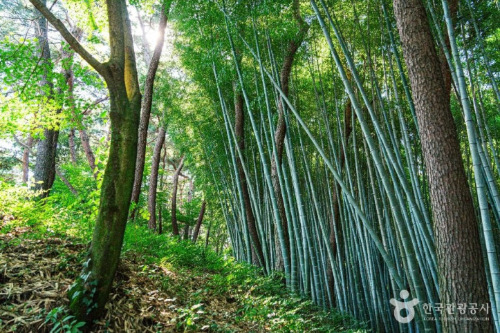 고창읍성 맹종죽림 여행 추천 - 메고지고