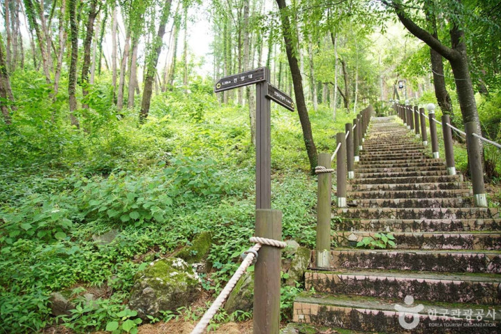 조양산(정선) 여행 추천 - 메고지고