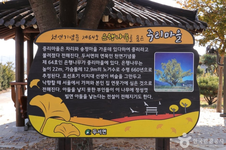 울주 구량리 은행나무 여행 추천 - 메고지고
