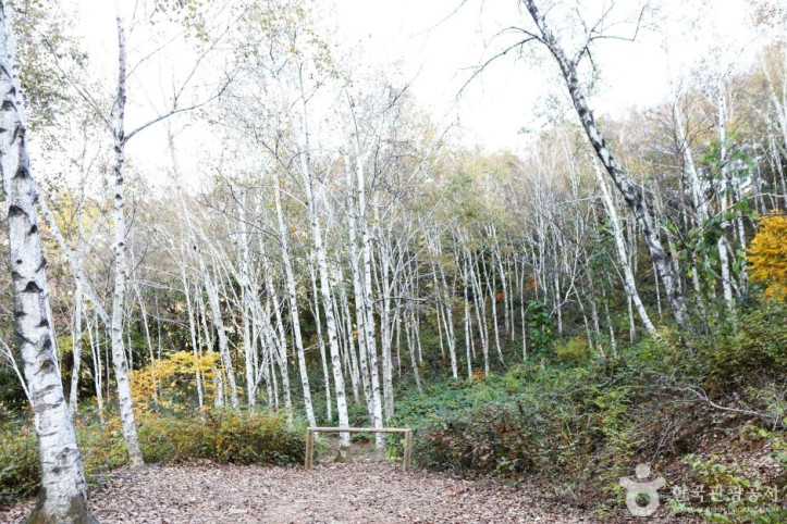 서후리숲 여행 추천 - 메고지고