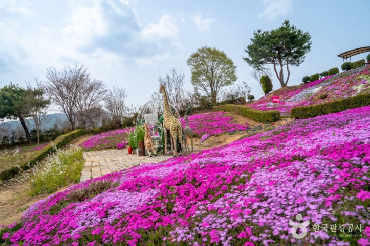 진안 꽃잔디동산 여행 추천 - 메고지고