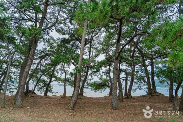 해남 송호리 해송림 여행 추천 - 메고지고