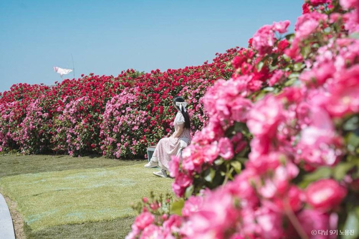 경산 하양경관농업단지 여행 추천 - 메고지고