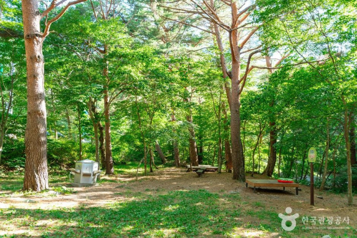 금강소나무생태경영림 여행 추천 - 메고지고