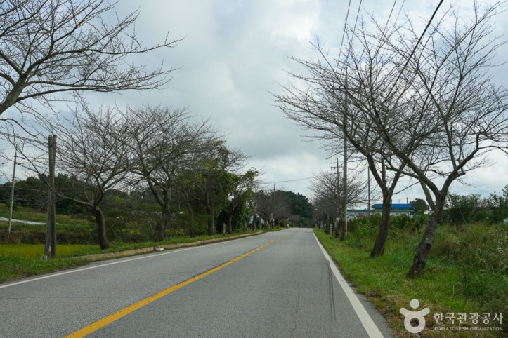 남면 벚꽃길 여행 추천 - 메고지고