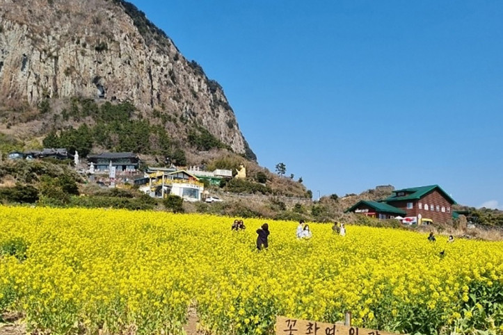 산방산유채꽃밭 여행 추천 - 메고지고